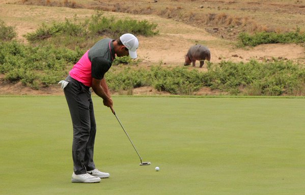 Only in Africa... #DunhillChamps