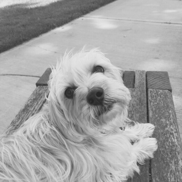 ~a dog is a forever friend🐶                         Love you jack♥️