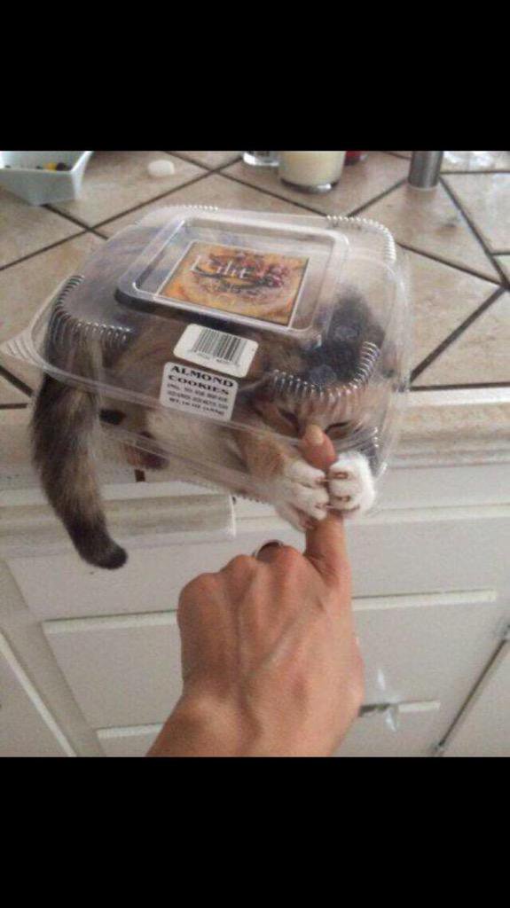 SoCuteKittens's tweet photo. these r some mean almond cookies https://t.co/a65Yt6MNEx