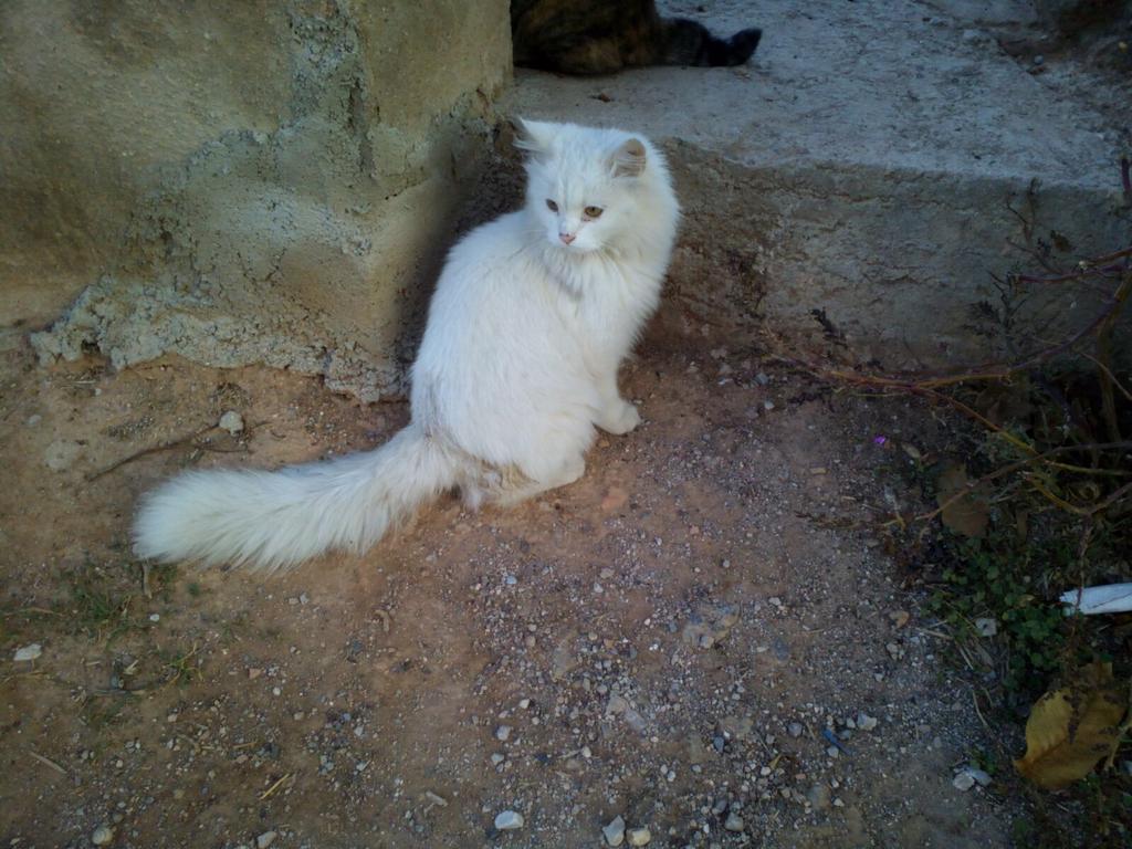 AAmigosAnimales's tweet photo. Este pequeño tan lindo busca un hogar donde dormir calentito.Esta en la calle,no tenemos sitio para mas. Adopta https://t.co/Hk7rKC9amD