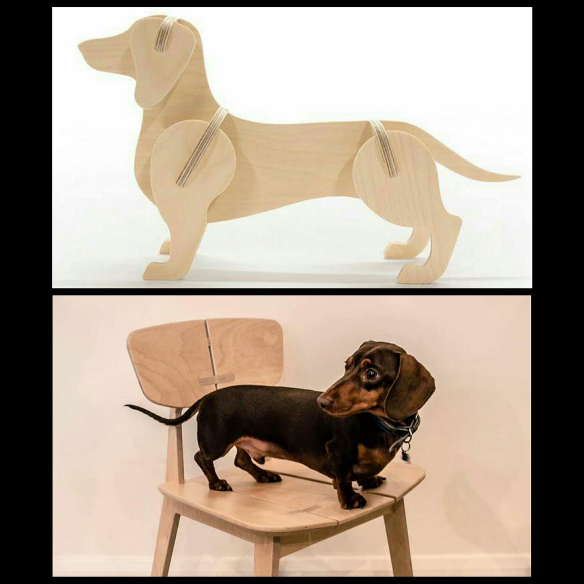 The animal family is growing...our very own version of Badger! #sausagedog