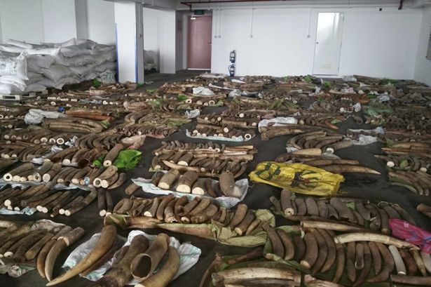 CITES's tweet photo. Kenyan port is hub for illicit #ivory trade fuelled by #corruption https://t.co/hZlDUcqBBK via @WSJ #wildlifecrime https://t.co/SrAHDZaSJl