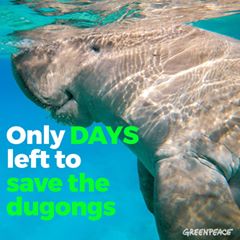 litamamonto's tweet photo. Selamatkan Duyung! We need your voice to #SaveTheDugongs. RT before it's too late!! https://t.co/e0HqpEHXQA https://t.co/V1YoRls70e