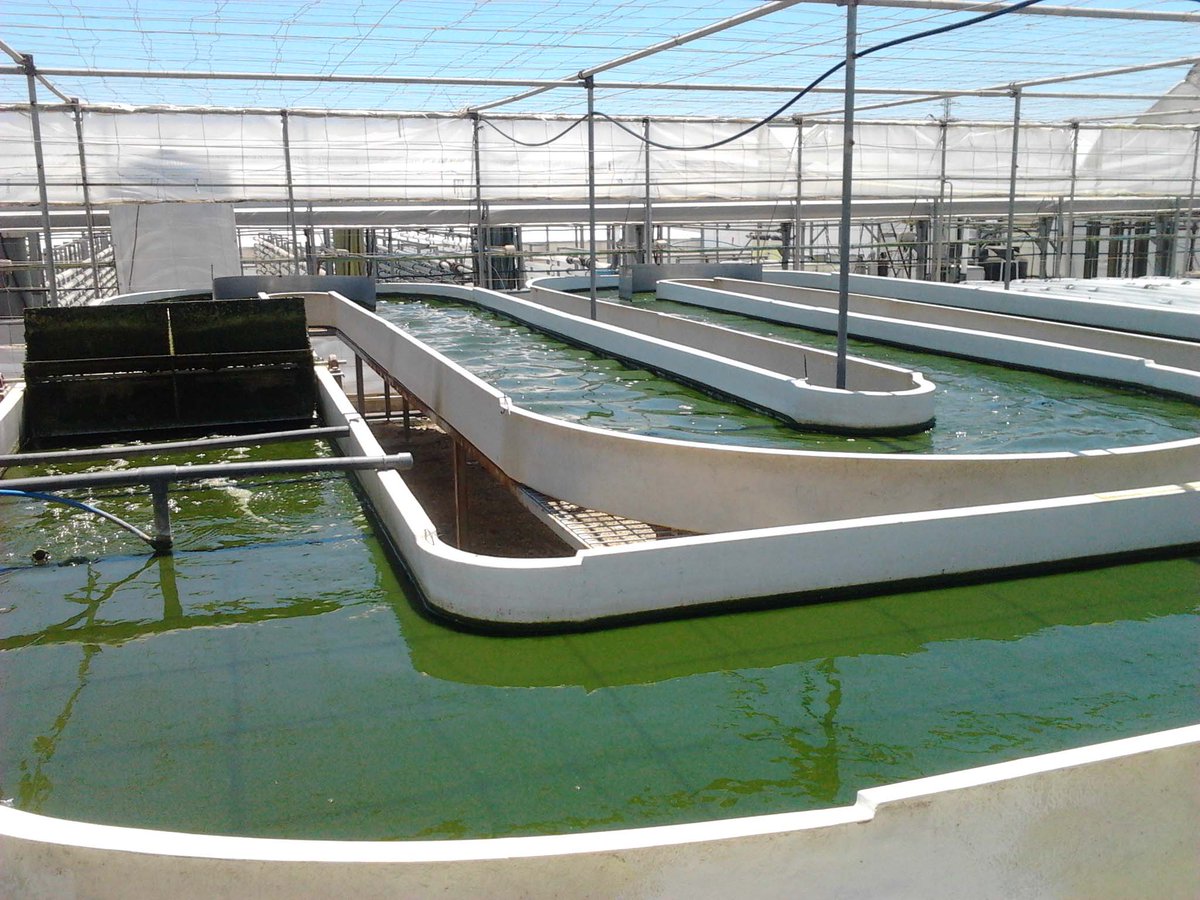 FDescubre's tweet photo. Expertos de @ualmeria utilizan los purines como fuente de alimento para cultivar #microalgas https://t.co/u00ZxDzUtt https://t.co/xoPVstyiFk
