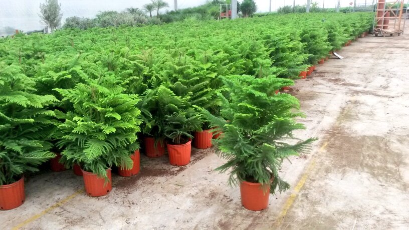 Heboplant BV. tweet media