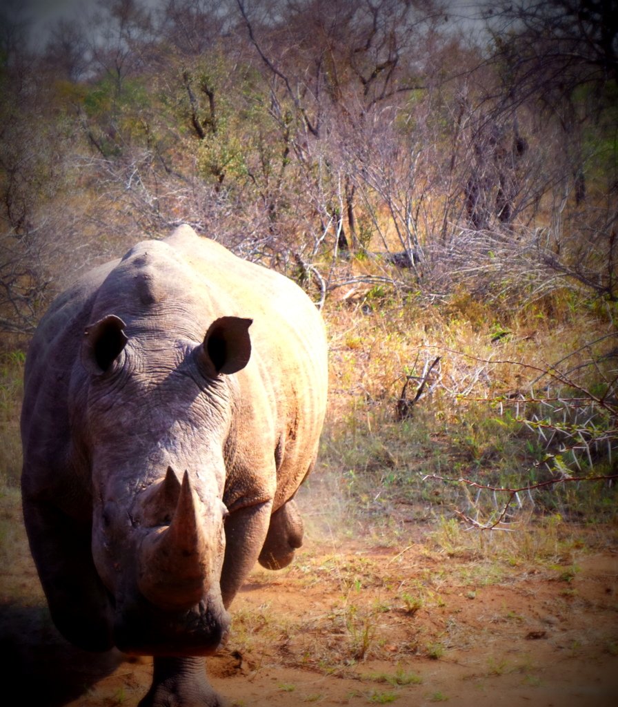 Carmen_Barends's tweet photo. My #blogging buddies. Please help me spread awareness https://t.co/starPxgFA5 #poachingmustfall #heartofaranger https://t.co/iMr4rSnaZf