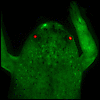 OAgenetics's tweet image. Looking at froggy retroelements:
molecularcytogenetics.org/content/8/1/86
#MolecularCytogenetics