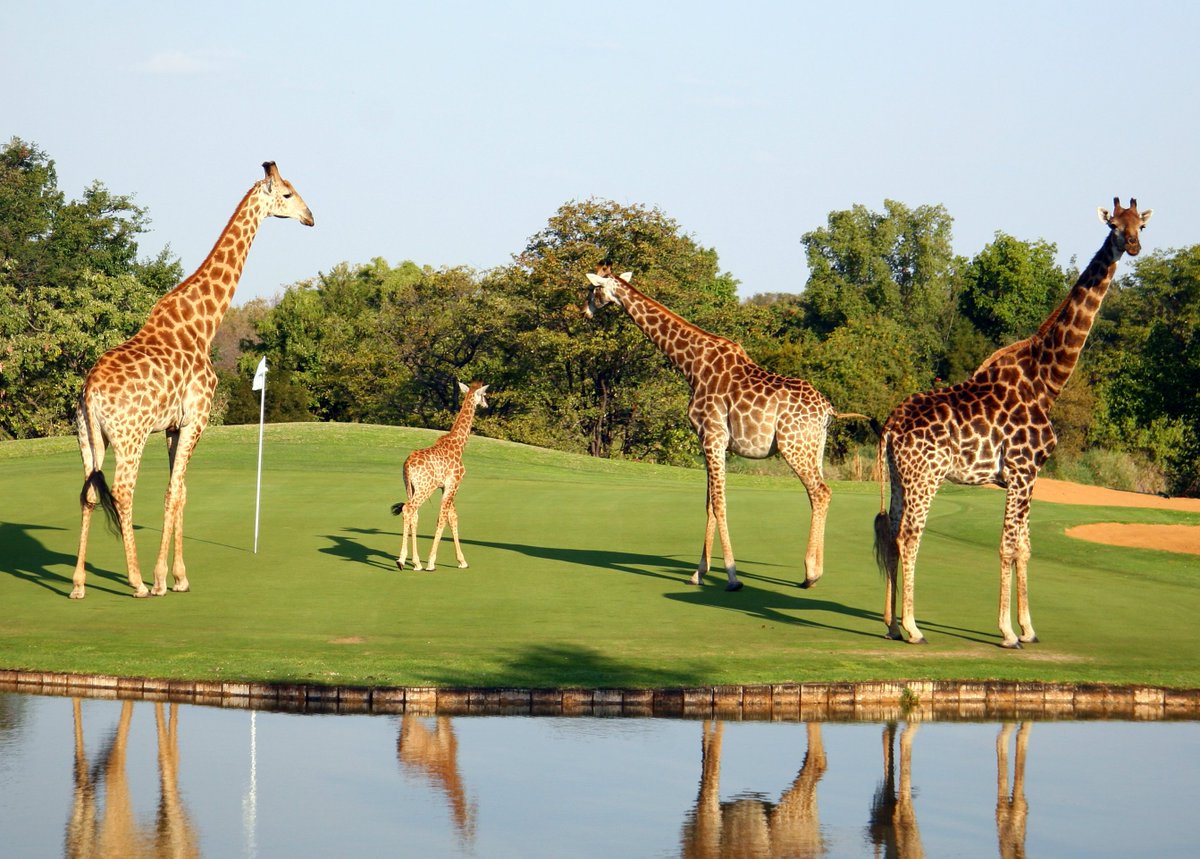 GOLFTV1's tweet photo. Hans Merensky Hotel &amp; Spa #SouthAfrica @HansMerensky https://t.co/RfzItrjoY8