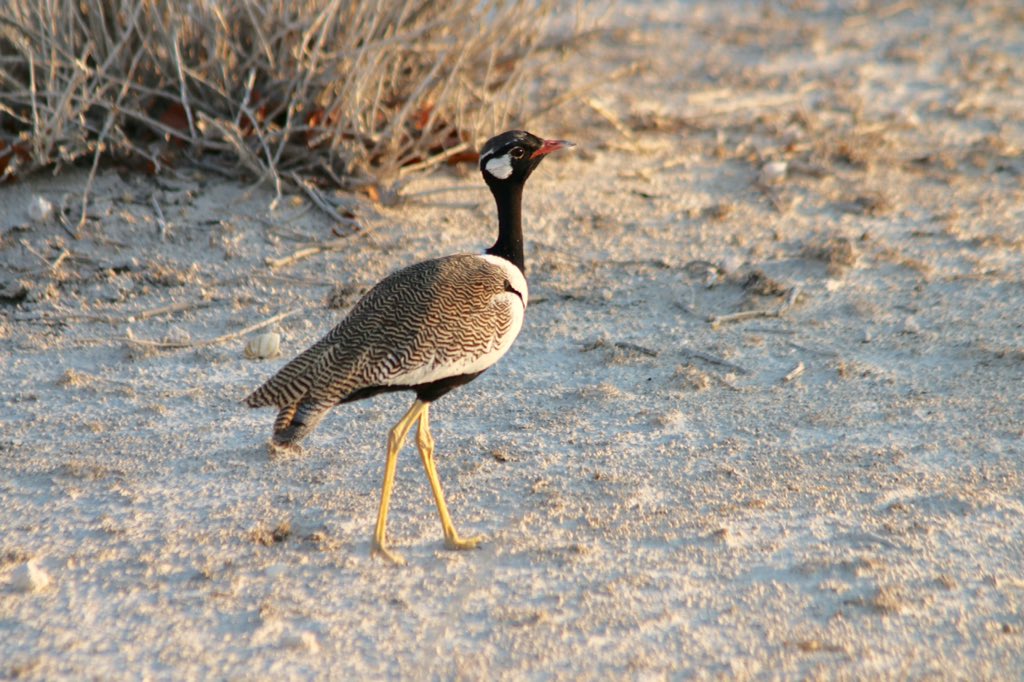 RobertaBirder's tweet photo. Another of #Etosha 's bustards Northern Black Korhaan #BirdingNamibia https://t.co/c1vhF6egtE