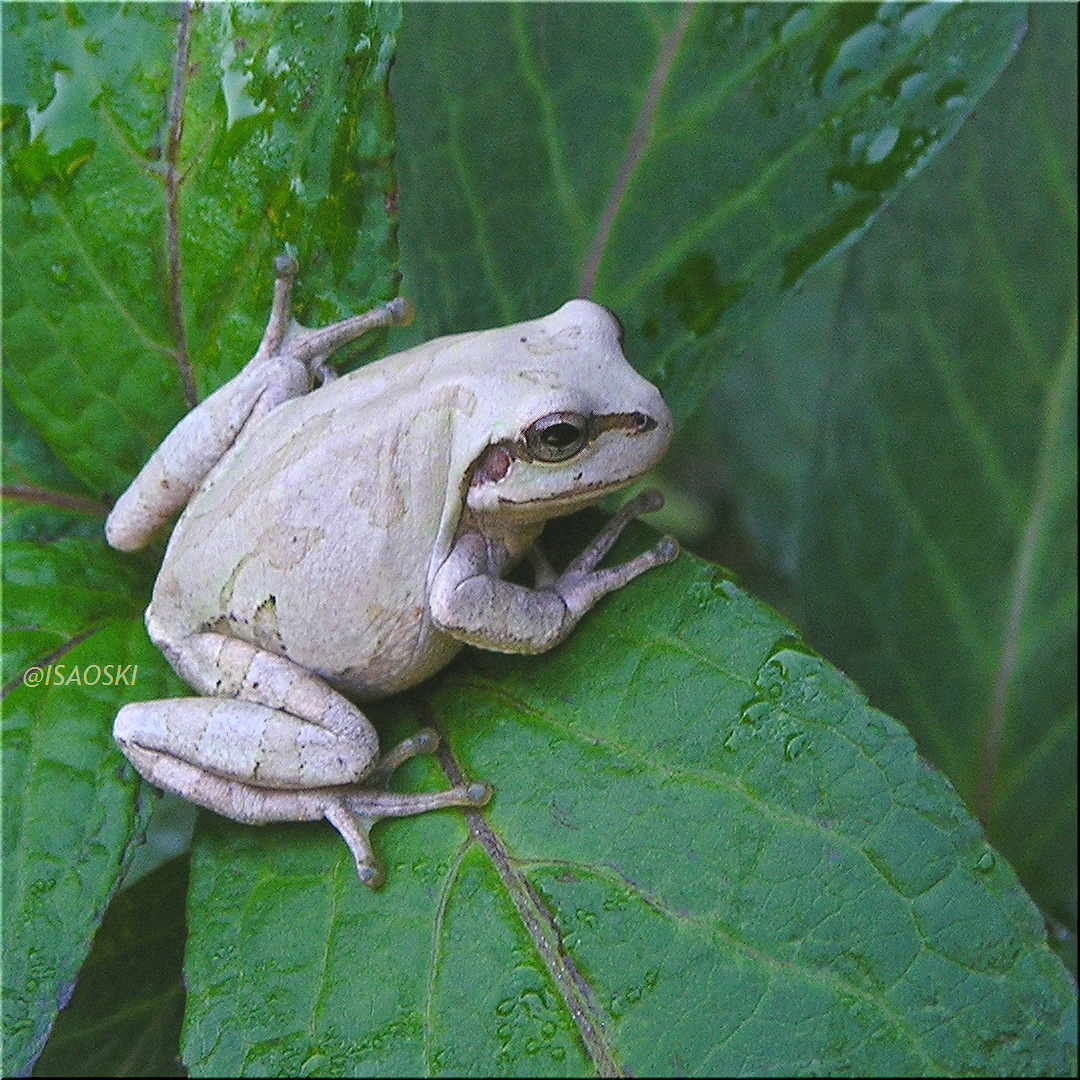 名も無き蛙たち Twitterren Love Frogs 8 Z 8 ﾉ 白壁に合わせ擬態したアマガエル 葉っぱの上で目立つけど 黒 青 黄の３種類の色素胞を持ち 脳下垂体の色素胞刺激ホルモンが拡散と凝集を調節 絵の具を混ぜるのに似てる カエル Frogs T Co Risgrfzagu