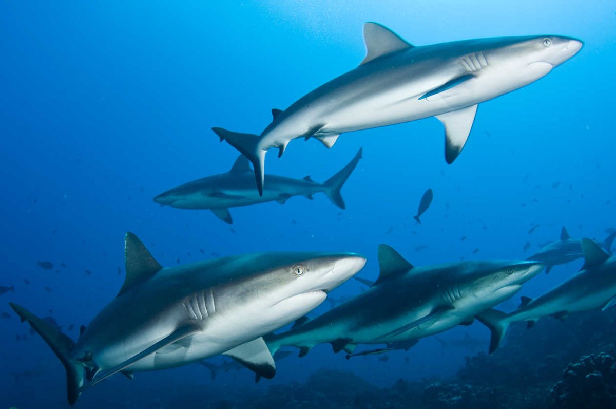I💙 🐋🐳 🐬 💙