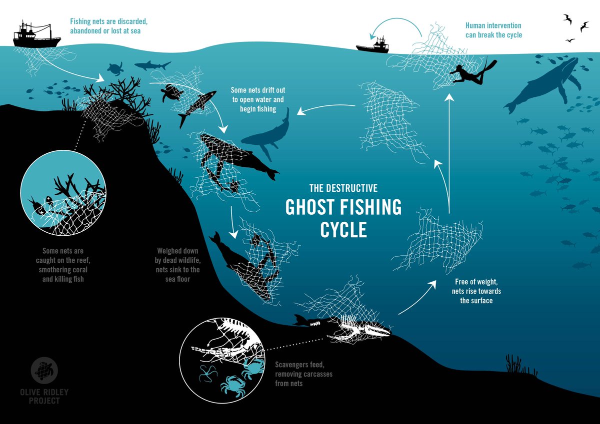 IUCNRedList's tweet photo. The cycle of #biodiversity destruction caused by ghost nets via @ORP_INDIANOCEAN #turtles #conservation https://t.co/soCBlwu57E