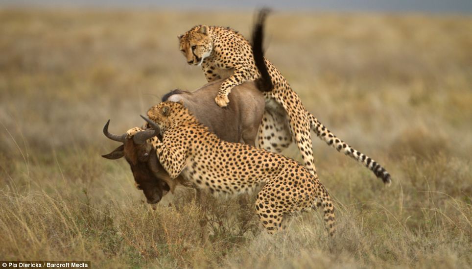 Хищники нападение. Гепард хищник. Гепард на охоте. Гепард охотится. Хищники Африки.
