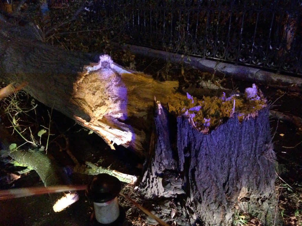 conorfhunt's tweet photo. Another tree ripped apart on ailesbury road Dublin https://t.co/Zyukc475FF