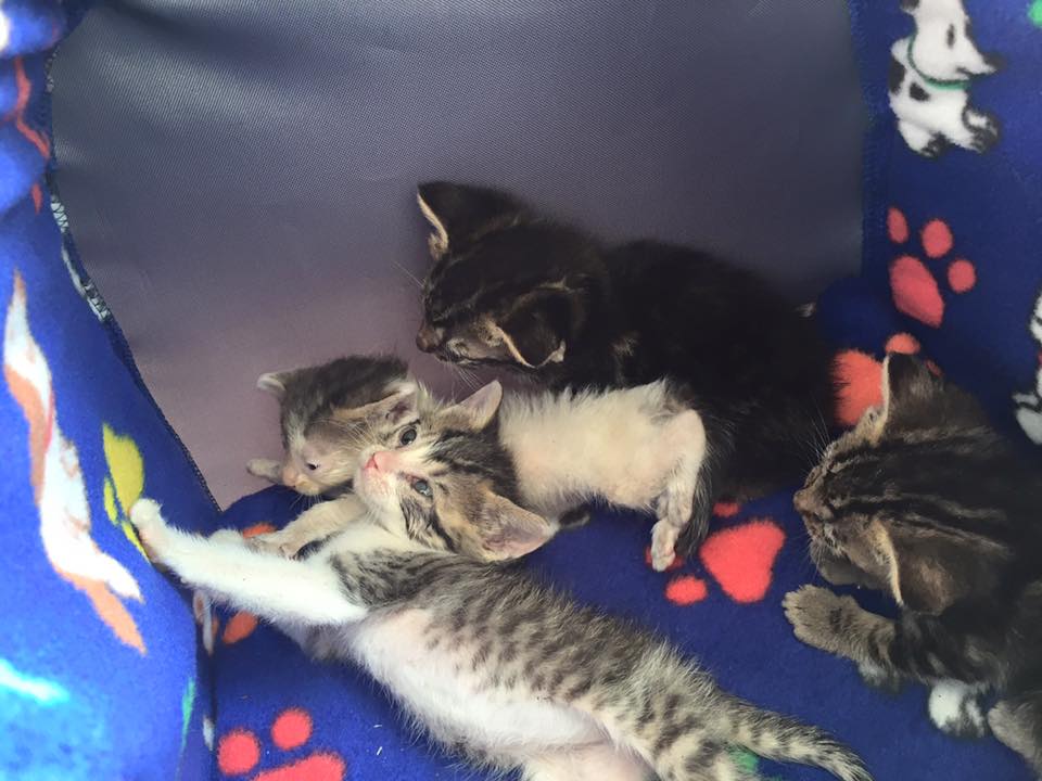 gamboa_campos's tweet photo. Estos hermanitos están esperando un hogar que les entregue mucho cariño.. Favor RT ! @fabytaoyarce @carolinapinoc https://t.co/3mfNyikqy1