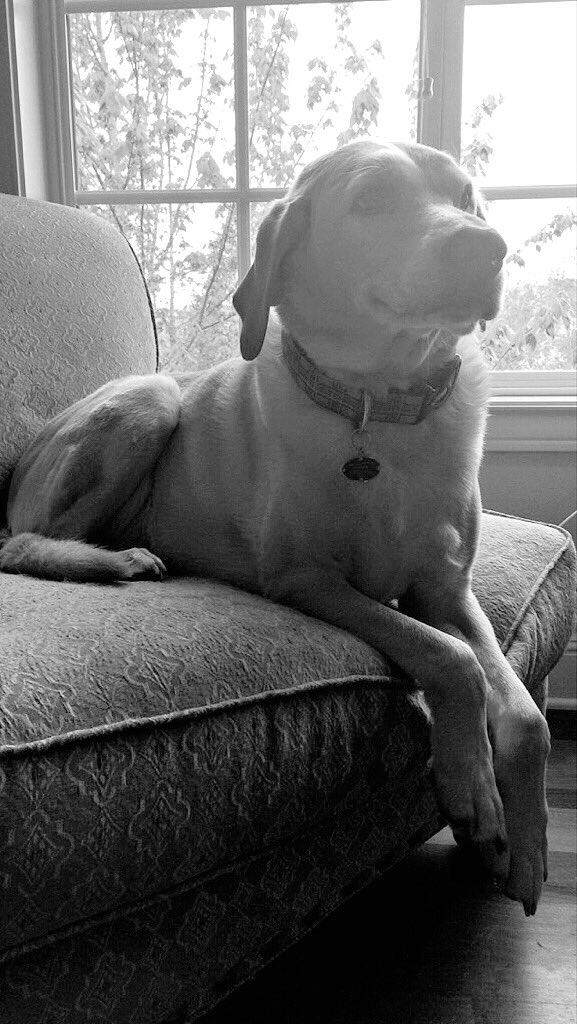 PallasHoffman's tweet photo. My sweet, handsome baby boy Milo goes in for surgery today to remove a tumor 😢 #SendHappyThoughts love you bubba https://t.co/amuAs7XKoI