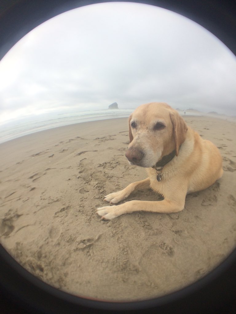 PallasHoffman's tweet photo. My sweet, handsome baby boy Milo goes in for surgery today to remove a tumor 😢 #SendHappyThoughts love you bubba https://t.co/amuAs7XKoI