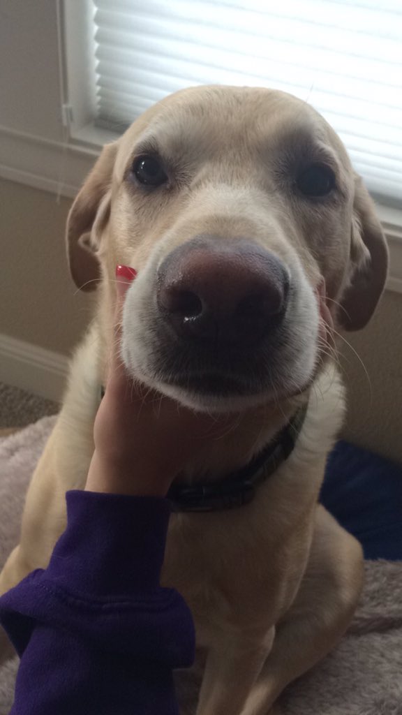 PallasHoffman's tweet photo. My sweet, handsome baby boy Milo goes in for surgery today to remove a tumor 😢 #SendHappyThoughts love you bubba https://t.co/amuAs7XKoI