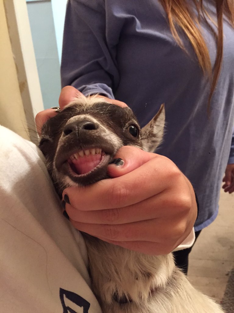 nanny_thegoat's tweet photo. Just got done at the dentist! Check out my pearly whites https://t.co/tGSBJNW5Dp