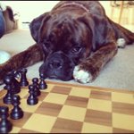 Photo by Stanley the Boxer (@BoxerStanley)