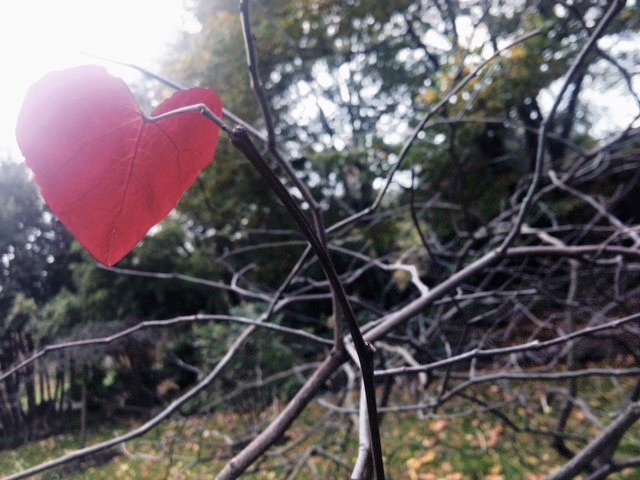 lambethpalace's tweet photo. A French member of @YearInGodsTime found this leaf at @lambethpalace this weekend #PrayForParis #PrayForTheWorld https://t.co/n9oz403rwU