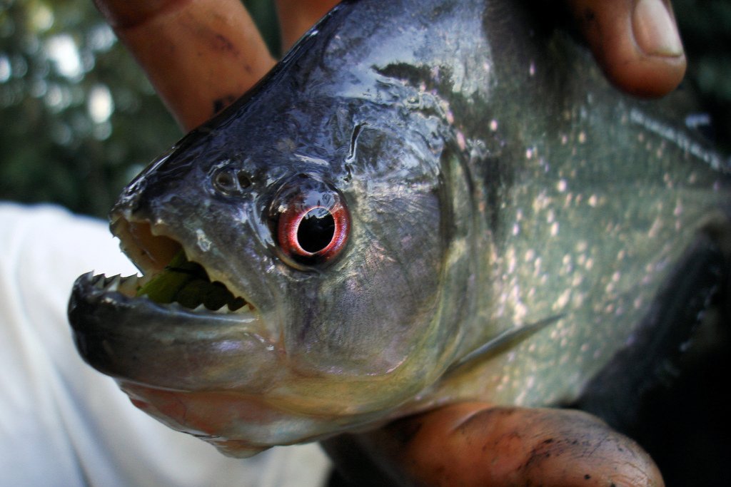 vacaykit's tweet photo. Guess what? You can fish for piranhas in the Amazon! #travel #travelstory
https://t.co/zyJVo0U4Fc https://t.co/Qn9Nm9JyjR