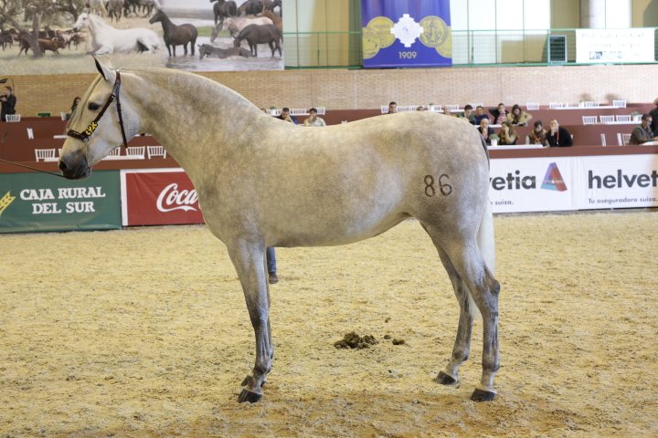 SICABOficial's tweet photo. Campeona d Mundo #Caballo #PRE S.3: PÍCARA DE RAMOS, criador Miguel Granda y de Y. SR4 #SICAB15 #25aniversario https://t.co/GU8lxzQrZh