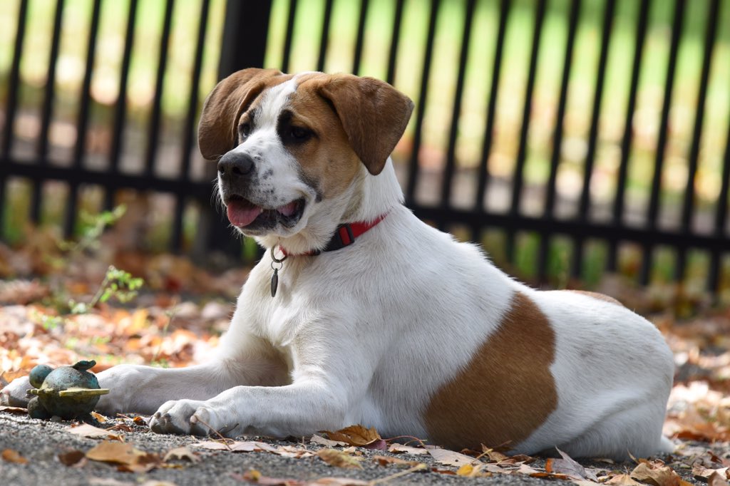 A New Leash on Life tweet media