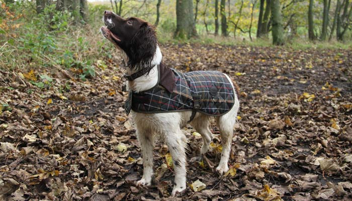 barbour dog jumper