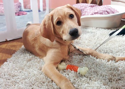 TheGuidePuppy's tweet photo. Don't forget to catch up with what I got up to in October on my blog! Visit: https://t.co/kMQuvOXfCm #TMClover https://t.co/FEfrGJYD6W