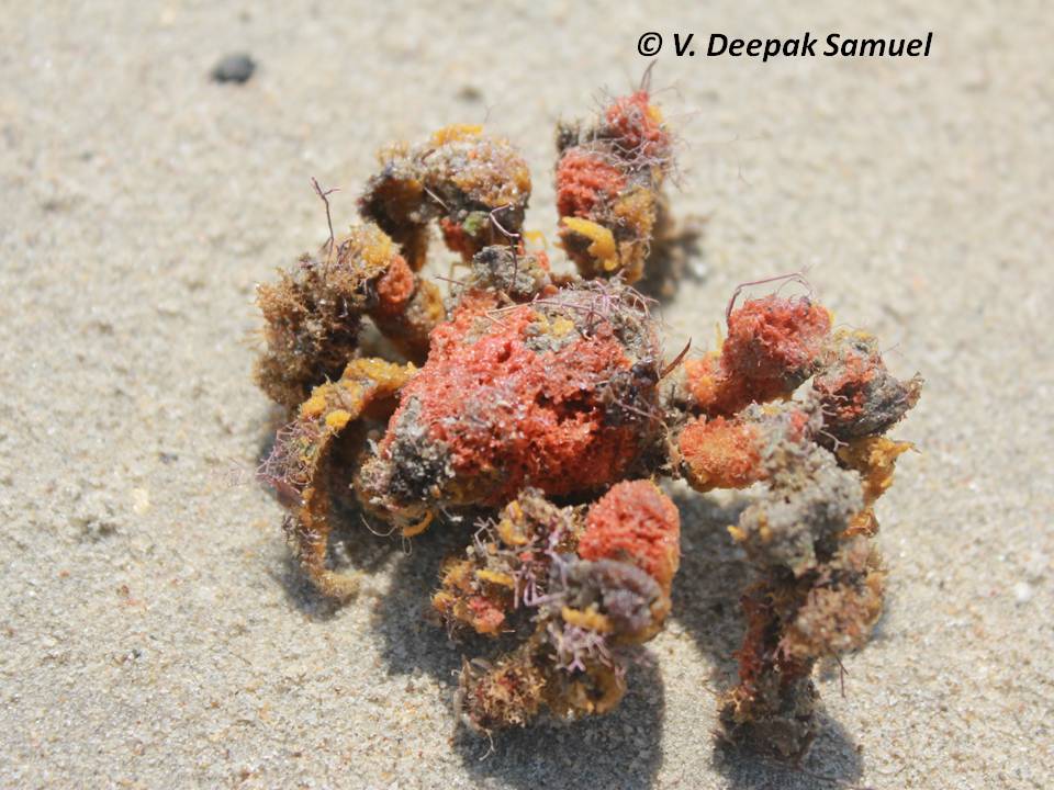 decorator_crab's tweet photo. I literally don't even look like a crab that's how impressive I am https://t.co/sDmCFjKGmh