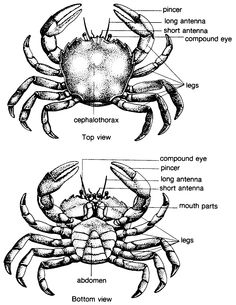 decorator_crab's tweet photo. I've been hitting the gym recently, can you tell? #gaaaiiinnnzzzz https://t.co/23QX8CxtvR