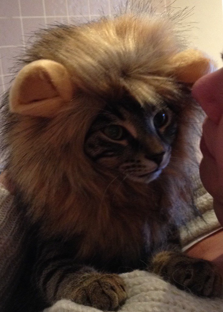 SPEARorg's tweet image. Productive morning in the SPEAR office today - every day's a cat/lion day!