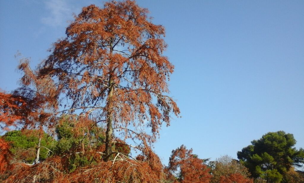 labacia's tweet photo. #Madrid esta mañana.#DanhVo en el Palacio de Cristal @museoreinasofia #otoño #lacabezaentrelosárboles https://t.co/Co7W7DrD6o