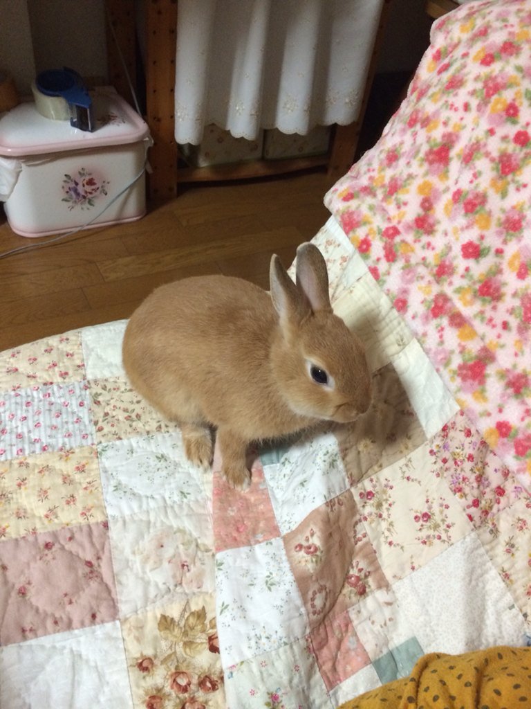 はむ茶漬け 何故か首を傾げるうさぎ 可愛い T Co Cfhjogpuvw