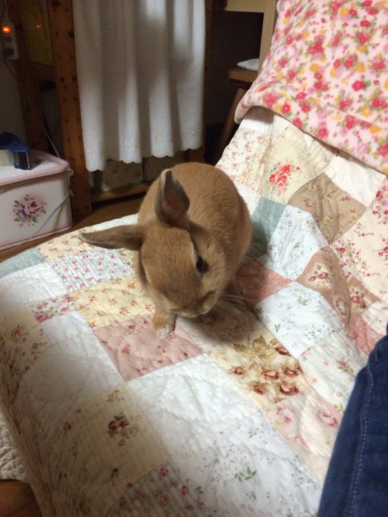 はむ茶漬け 何故か首を傾げるうさぎ 可愛い T Co Cfhjogpuvw