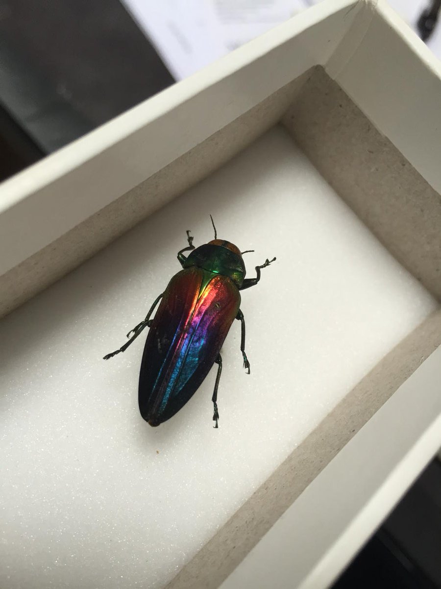 Microsculpture tweet media