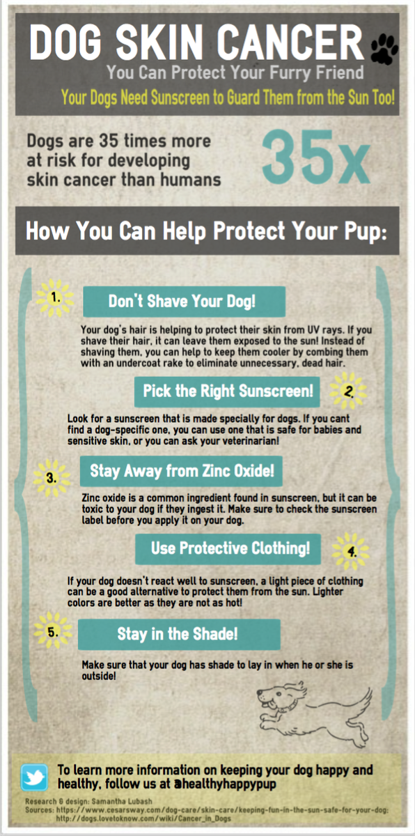 Healthyhappypup's tweet photo. Dogs can get skin cancer? Unfortunately, yes. Look at this infographic to learn ways to protect your special friend! https://t.co/t2kRShS6Sw