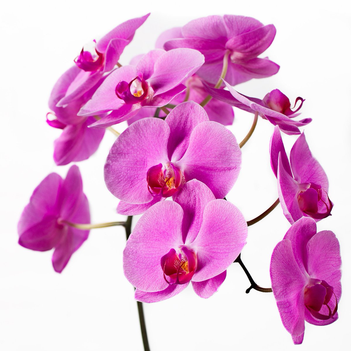 bloemistnieuws's tweet photo. De elegante schoonheid van de #orchidee staat symbool voor zuivere vriendschap. #Bloemenagenda https://t.co/uzBLzqiJJS