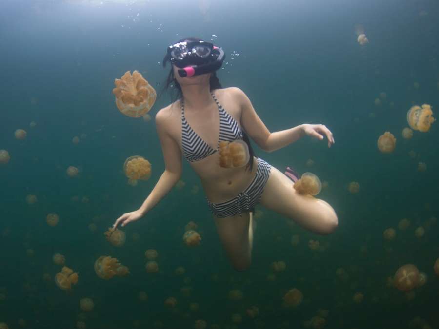 antena3com's tweet photo. Nadar entre millones de inofensivas medusas es posible en las islas Palaos https://t.co/lrAIsO7UWQ vía @viajestic https://t.co/j5AzGWg1FS