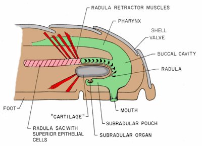 ohchiton's tweet photo. Here's what my mouth looks like and how I feed! #themoreyouknow https://t.co/uYFRgefY2P
