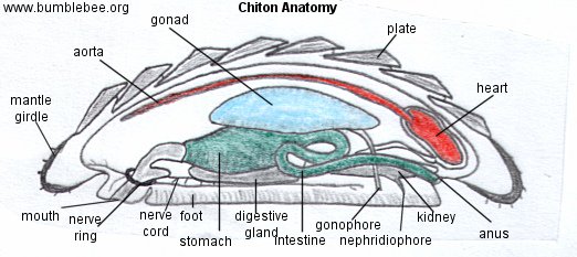ohchiton's tweet photo. #twohole https://t.co/MY8FfJwqfO