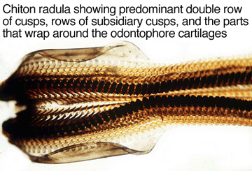 ohchiton's tweet photo. In english, that's showing my Radula, which is a structure I use to feed on and scrape things before they enter! https://t.co/OqEh5GPIKx