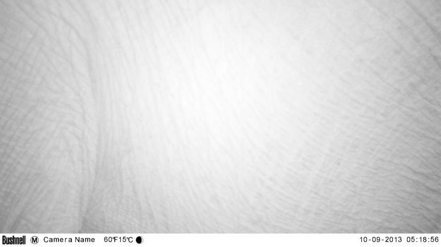 Tyburn__Tree's tweet photo. I'm going to hazard a guess that its an #elephant....@WildCamGNP #MakingItObvious #TakingOutTheGuesswork https://t.co/N4cJxgbAGw