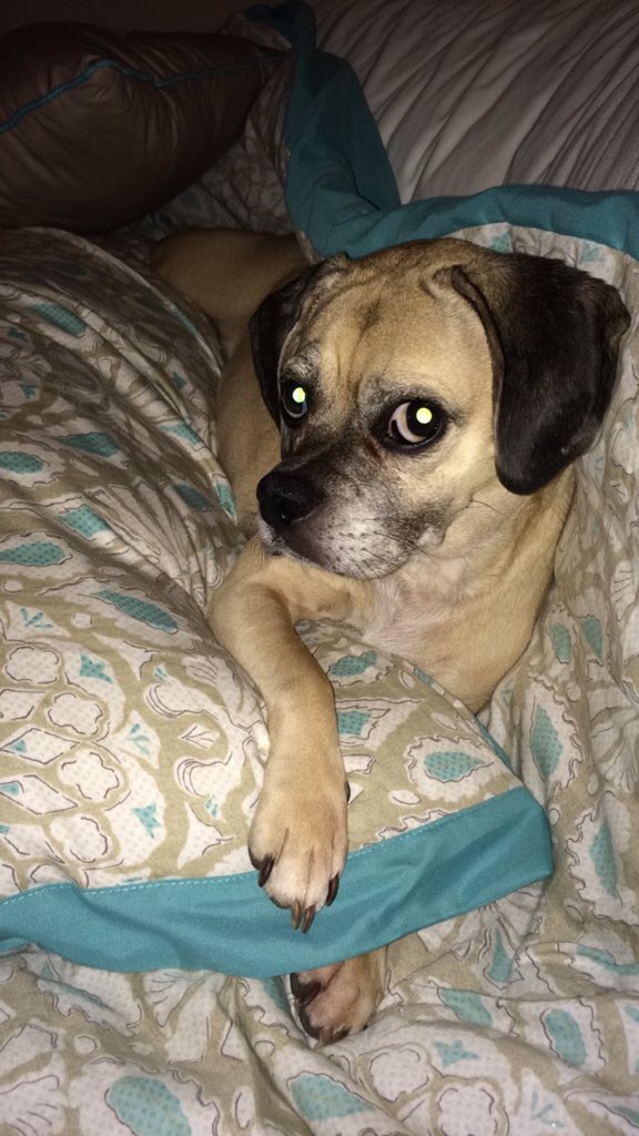 NikeThePuggle's tweet photo. I squish all of the pillows. https://t.co/O5Ynd4y9gm