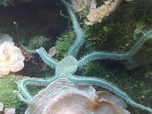 Brittle1Little's tweet photo. All Ophiuroideas (me) contain a skeleton of calcium carbonate in the form of calcite. THIS IS ME IN MY GREEN FORM https://t.co/edP9rXW1hr