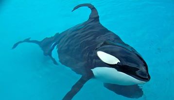 whaleswarrior's tweet photo. @FisherPrice Bravo 2 U. Take action #1STEPFURTHER, join Munchkin 2 help Orcas live in peace. https://t.co/YtPuEGOWQ1 https://t.co/NrXlh1IfRx