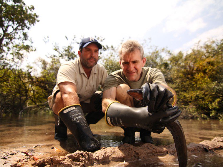 Here's a shocking fact: Electric eels can discharge 600 volts or more of electricity! #MonsterFish