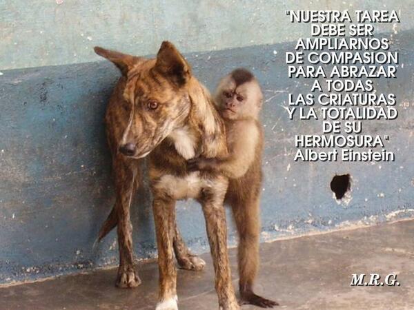 Animales Monos tweet media