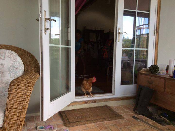 BERMEMES's tweet photo. Caption dis hurr one - #Bermyproblems | #Bermuda #bermemes https://t.co/lz1b7yqf1u